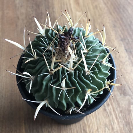 Echinofossulocactus multicostutus var. elegans