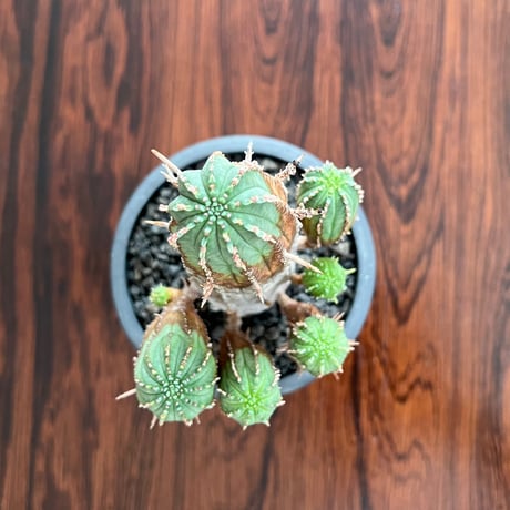 Euphorbia Obesa Bonten