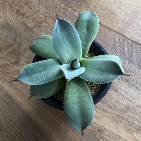 Agave Parryi