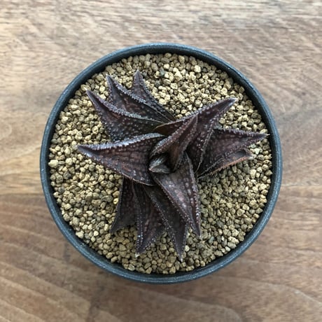 Haworthia Onigawara
