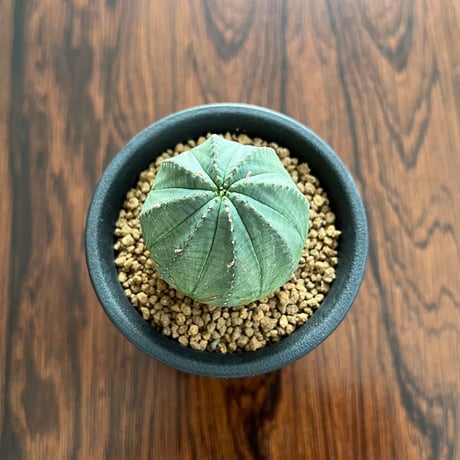 Euphorbia Obesa