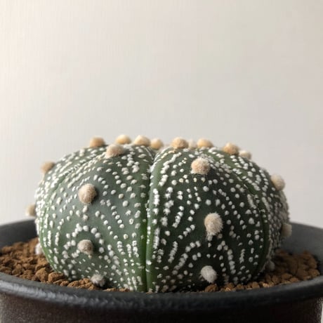 Astrophytum asterias