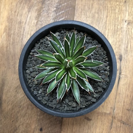 Agave filifera ssp. schidigera White Strip