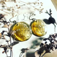 herbier