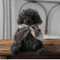 ciel étoilé  オリジナル Standard size toypoodle  black