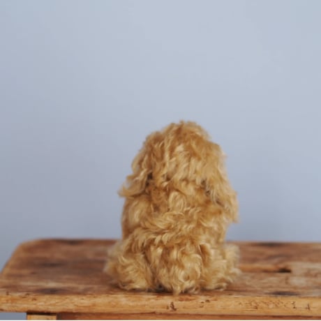 ciel étoilé  オリジナル Cockerspaniel コッカスパニエル　brown