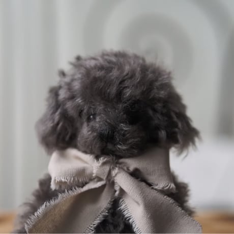 ciel étoilé  オリジナル Standard size toypoodle  black