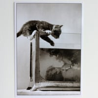 ポストカード　魚を狙う猫