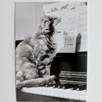 ポストカード　歌う猫