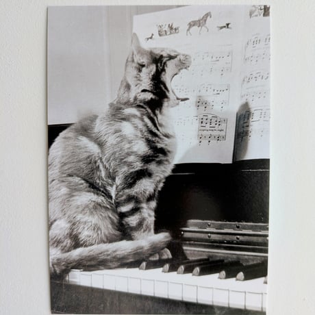 ポストカード　歌う猫