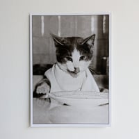 ポストカード　食べる猫
