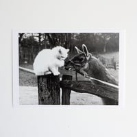 ポストカード　猫とラマ