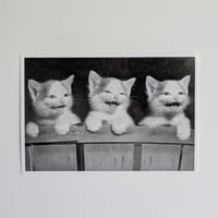 ポストカード　３匹の子猫
