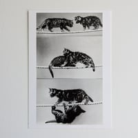 ポストカード　綱渡りをする猫