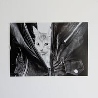 ポストカード　ジャケットから猫
