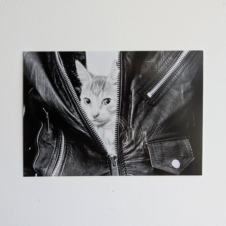 ポストカード　ジャケットから猫
