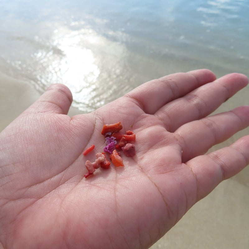 發財樹　縁起物　本珊瑚　重さ約340g 送料込み250814 發財樹縁起物本珊瑚重さ約340g 送料込み250814