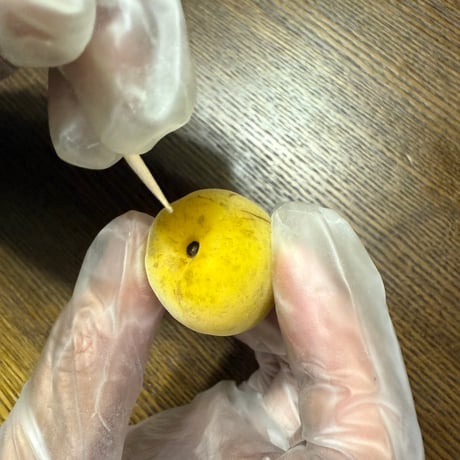 完熟ありが梅　早っ！梅干が最短3日で完成！　しかも下処理不要！　殺菌洗浄済でカビにくい　自然栽培