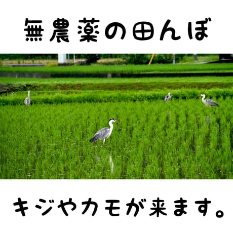 お米🌾 （少量）奇跡の完全無農薬「ありがとまい」おいしさも特A  一生に一度は食べてみたい！ 除草剤、殺虫剤、化学肥料も不使用（残りわずか）