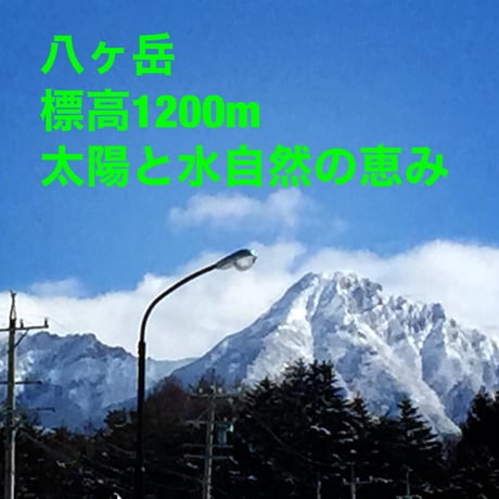 【定期便】八ヶ岳産　ありがとまと  約1.5kg 味濃いめ、農薬は薄め お子様も大好き！