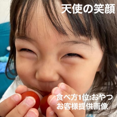 【定期便】八ヶ岳産　ありがとまと  約1.5kg 味濃いめ、農薬は薄め お子様も大好き！