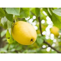 自然栽培　花梨(カリン) 2kg