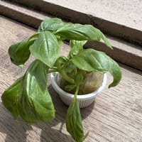 無農薬　バジルの苗　お料理にはトマトと最高の組み合わせですよね！家庭菜園初心者にオススメ！お子様の自由研究に