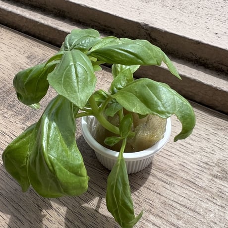 無農薬　バジルの苗　お料理にはトマトと最高の組み合わせですよね！家庭菜園初心者にオススメ！お子様の自由研究に