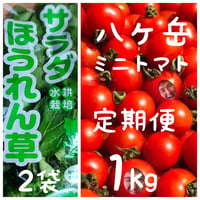 【定期便】トマホセット　八ヶ岳産　ミニトマト 約１kg  無農薬サラダほうれん草（70g）x２袋のセット