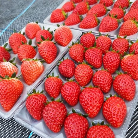 🍓4つ星級⭐️⭐️⭐️⭐️ 一生に一度は、食べてほしい八ヶ岳産の減農薬の高級イチゴです。