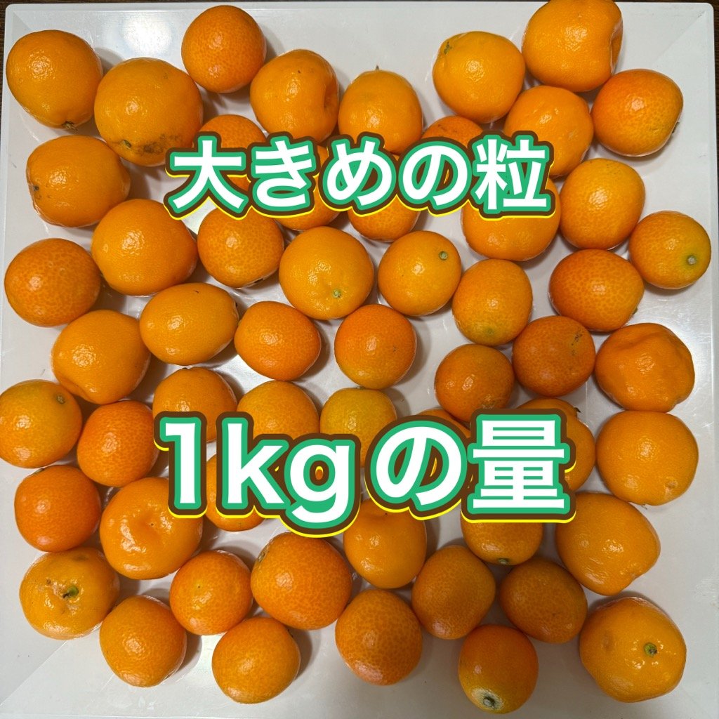 無農薬 金柑 ありがきんかん！ 甘味が多く、皮ごとまるかじりOK！お 