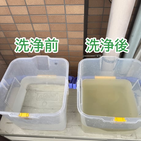 （残りわずか）　無農薬レモン 洗浄でホコリ、カビ、雑菌を除去済み　もちろん国産　皮つき調理でも安心！長持ち　今年はそろそろ終了します