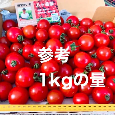 行列ありがとまと！ 1万人以上の方が購入！味濃いめ！農薬は薄め！ リピ率もNO.1    お子様も大好き！八ヶ岳産ミニトマト