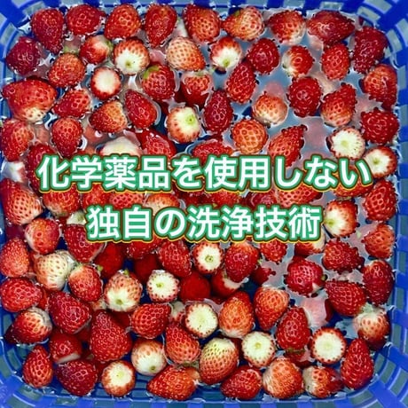 八ヶ岳産 飲む高級いちごピューレ50g  果汁＆果肉100%　無添加　使い切り
