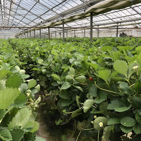 🍓4つ星級⭐️⭐️⭐️⭐️ 一生に一度は、食べてほしい八ヶ岳産の減農薬の高級イチゴです。
