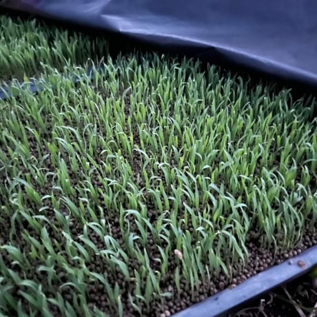（定期便10kg）お米🌾 （無洗米）奇跡の完全無農薬「ありがとまい」おいしさも特A  一生に一度は食べてみたい！ 除草剤、殺虫剤、化学肥料も不使用