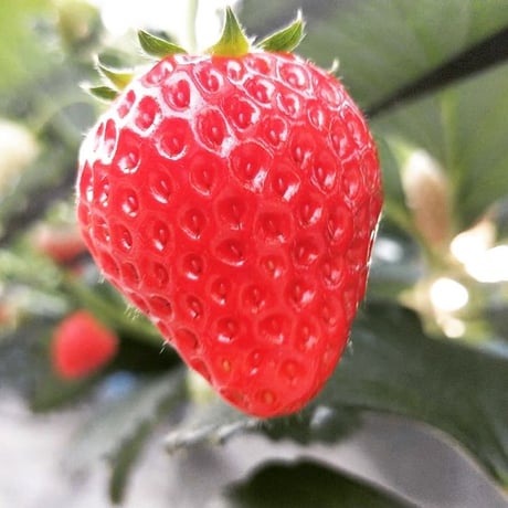🍓4つ星級⭐️⭐️⭐️⭐️ 一生に一度は、食べてほしい八ヶ岳産の減農薬の高級イチゴです。