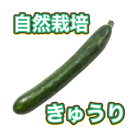 無農薬きゅうり　カット済み　生でガブリ、冷やし中華、浅漬け