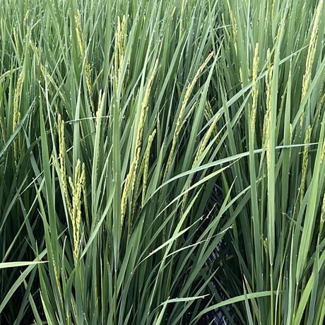 お米🌾 奇跡の完全無農薬「ありがとまい」おいしさも特A  一生に一度は食べてみたい！ 除草剤、殺虫剤、化学肥料も不使用（2025年11月発送）