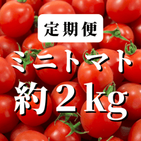 【定期便】八ヶ岳産　ミニトマト約２kg 割安です！