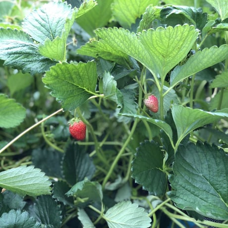 🍓4つ星級⭐️⭐️⭐️⭐️ 一生に一度は、食べてほしい八ヶ岳産の減農薬の高級イチゴです。