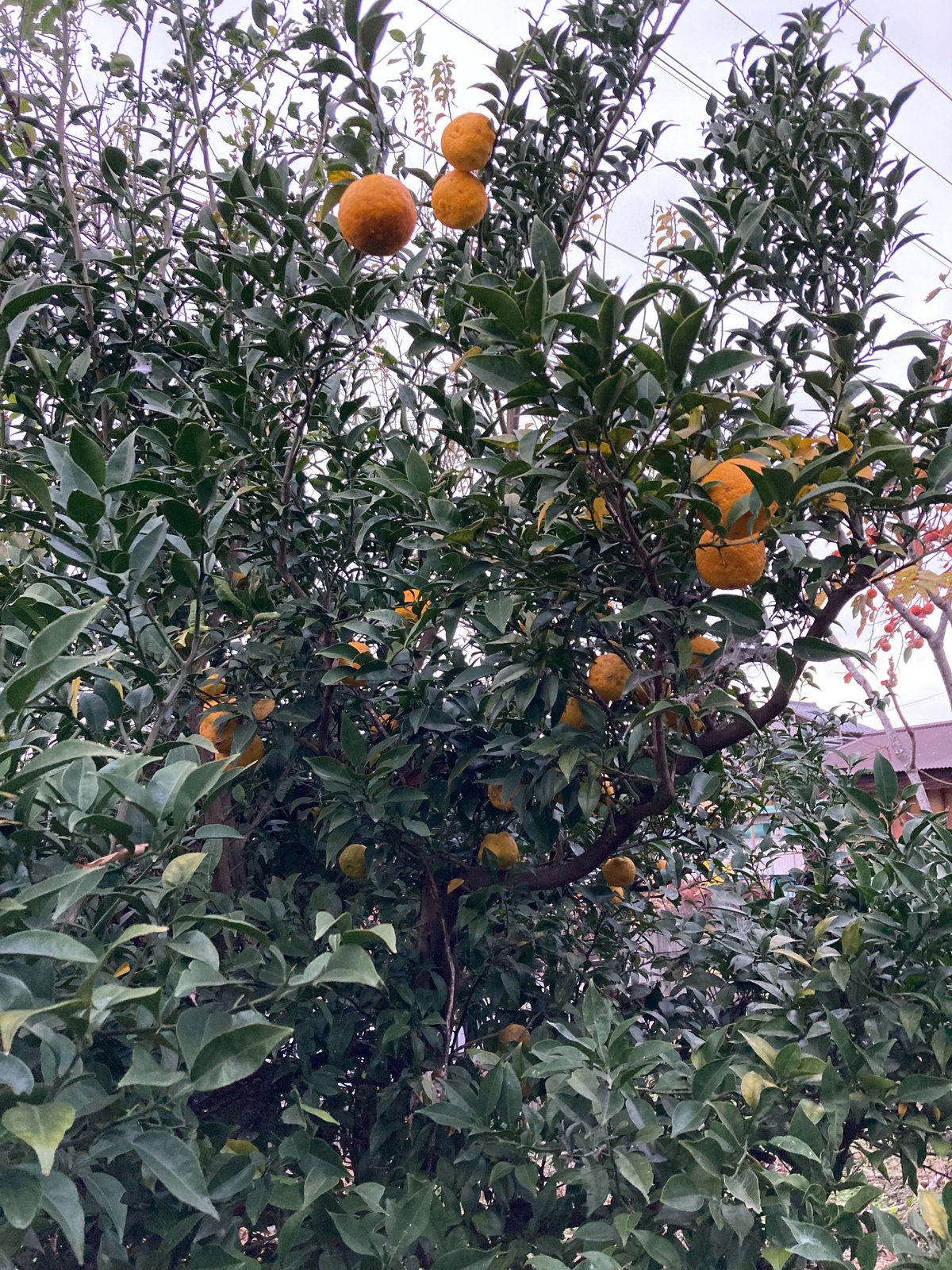 柚子の葉　無農薬 楽天市場】農薬を使用しない 実生 ゆず 有機栽培 無農薬 柚子