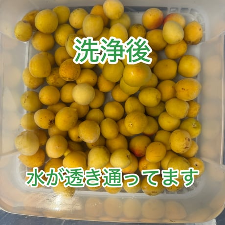 完熟ありが梅　早っ！梅干が最短3日で完成！　しかも下処理不要！　殺菌洗浄済でカビにくい　自然栽培