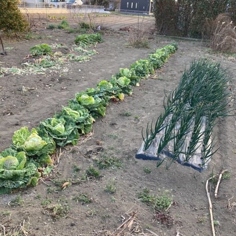無農薬キャベツ  カット済み　甘みがありますよ！