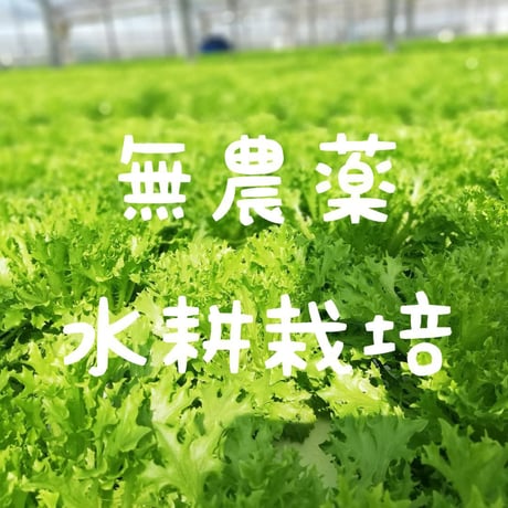 マジカル レタス！　省スペース・長持ち・時短　開封すると元通りふっくら^ ^