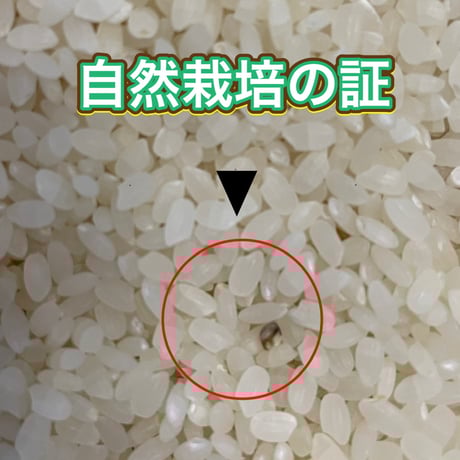 お米🌾 奇跡の完全無農薬「ありがとまい」おいしさも特A  一生に一度は食べてみたい！ 除草剤、殺虫剤、化学肥料も不使用（残りわずか）