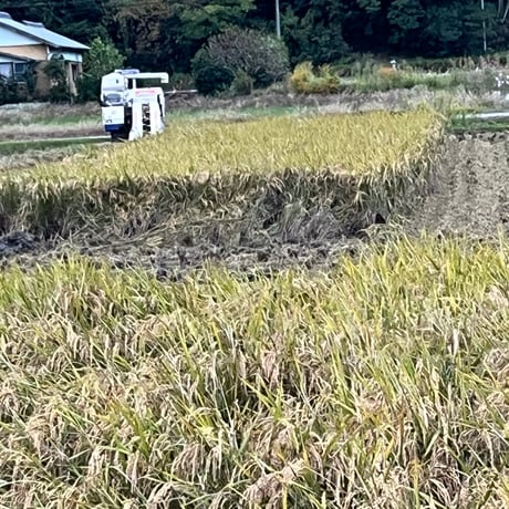 お米🌾 奇跡の完全無農薬「ありがとまい」おいしさも特A  一生に一度は食べてみたい！ 除草剤、殺虫剤、化学肥料も不使用（2025年11月発送）
