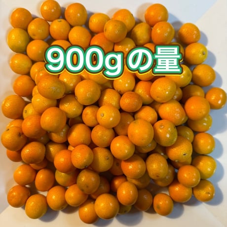無農薬　金柑　ありがきんかん！　甘味が多く、皮ごとまるかじりOK！お弁当にも！（