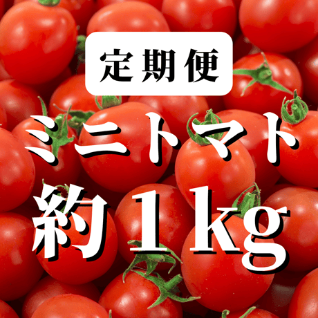 【定期便】八ヶ岳産　ミニトマト 約１kg （味濃いめ！農薬は薄め！おやつやお弁当の定番！）