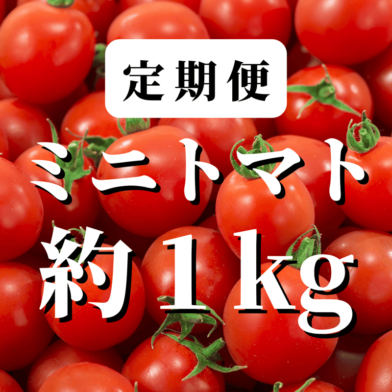 定期便】八ヶ岳産 ミニトマト 約1kg （味濃いめ！農薬は薄め！おやつ